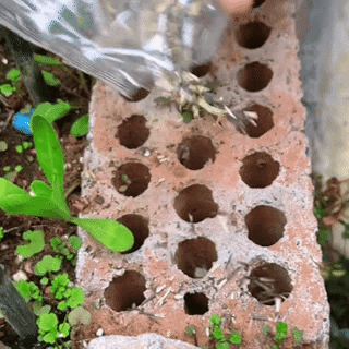 🎁Hot Sale 49% OFF🔥🌱Premium Cornflower Seeds – The "Unstoppable" Wildflower That Grows Anywhere